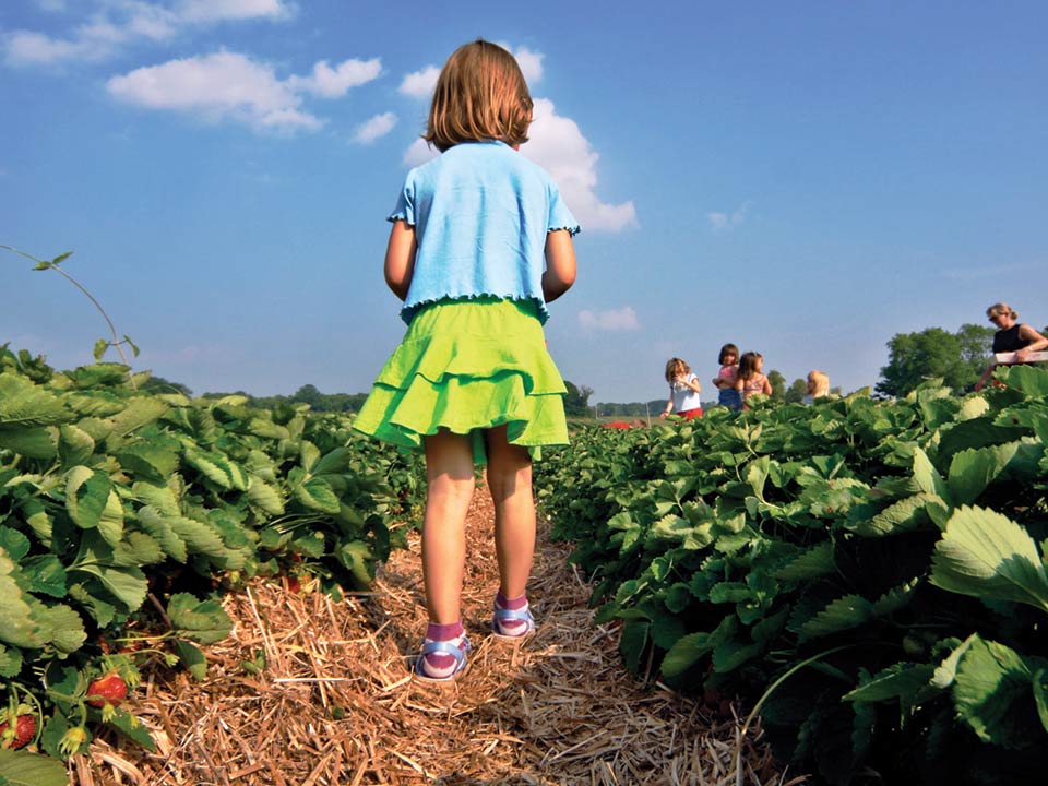 A young girl with a group picking Strawberries at Boone Hall Farms’ U-Pick Fields