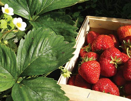 Fresh, luscious strawberries picked at Boone Hall’s popular U-Pick Fields, located on Highway 17 in Mount Pleasant, SC